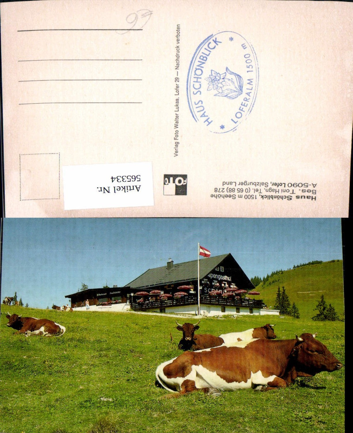 565334,Lofer Haus Schönblick Kühe Rinder