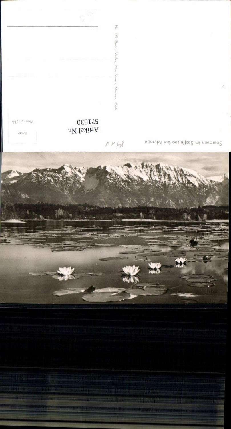 571530,Foto Ak Seerosen i. Staffelsee b. Murnau am Staffelsee