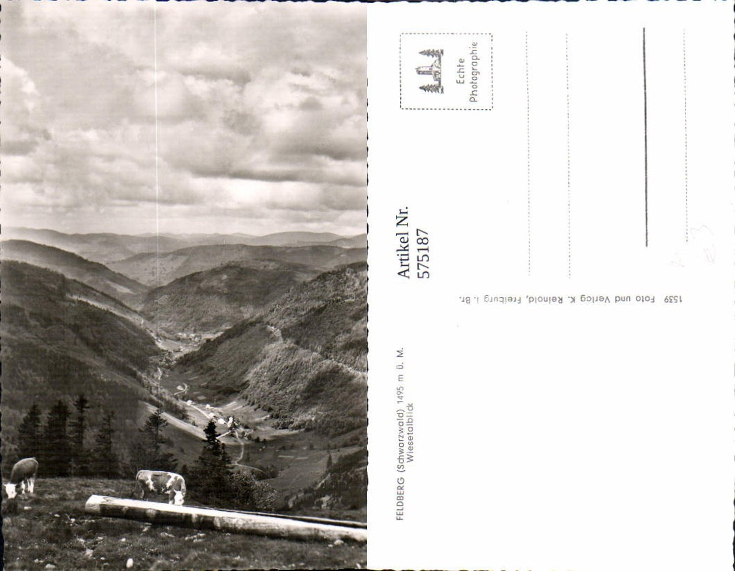 575187,Foto Ak Feldberg Schwarzwald Wiesetalblick Schopfheim Kühe Rinder