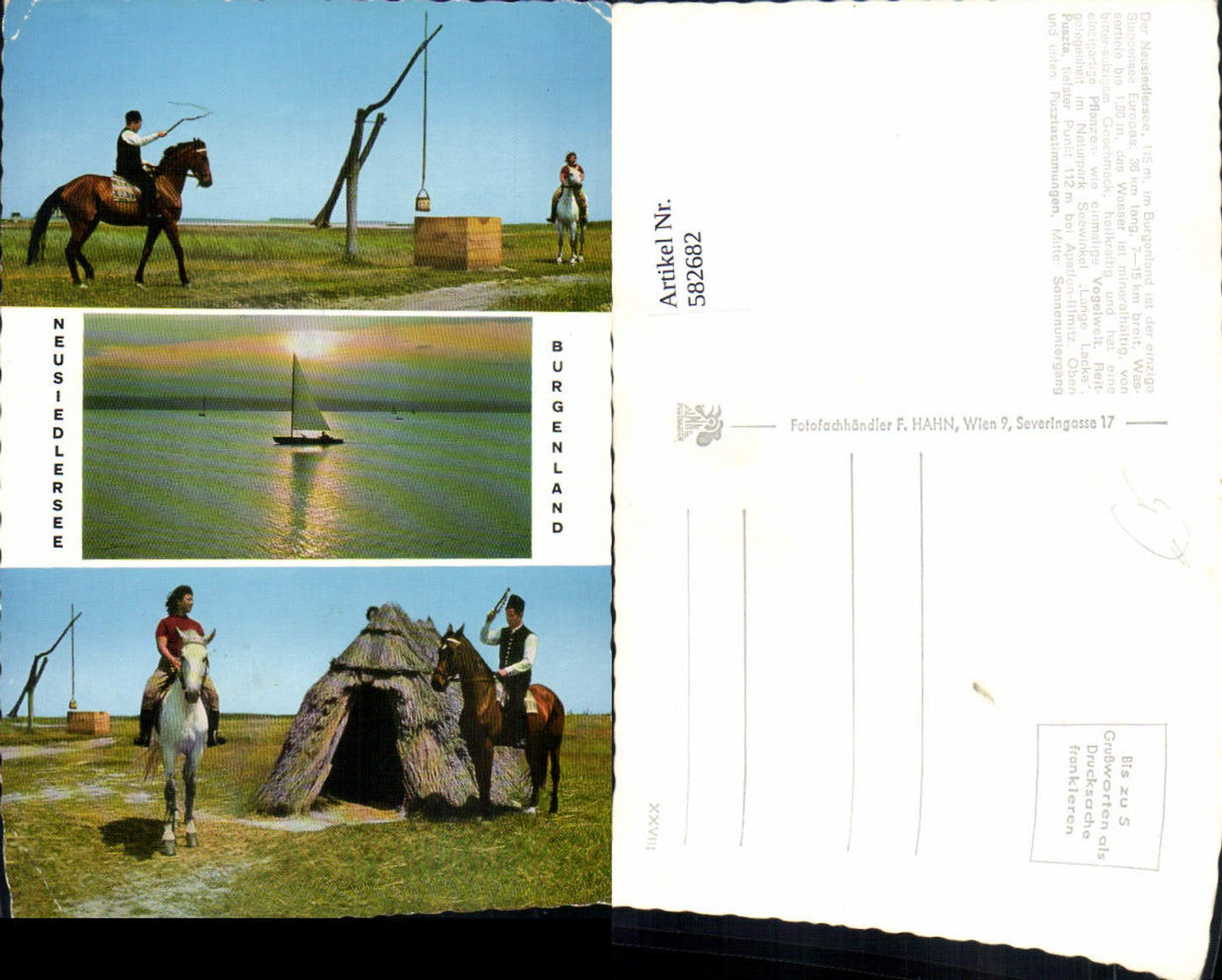 582682,Mehrbild Ak Illmitz Neusiedlersee Pferde Reiten