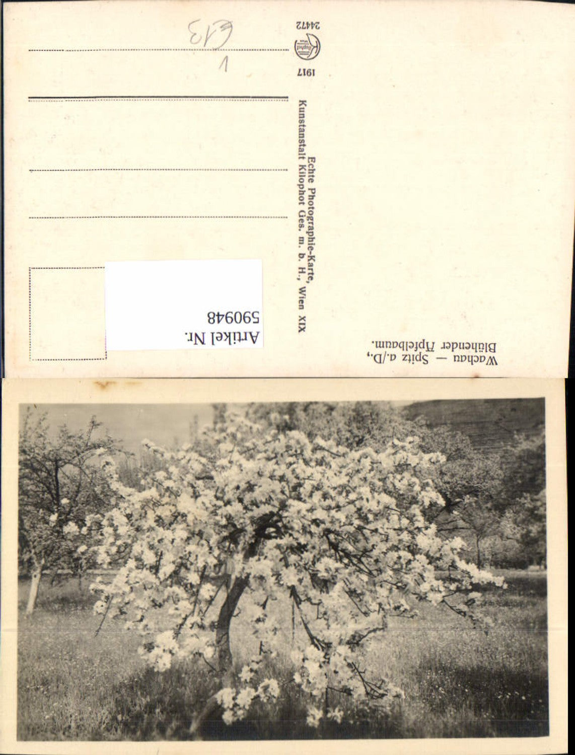 590948,Foto Ak Wachau Spitz a. d. Donau Blühender Apfelbaum pub Kilophot 24472