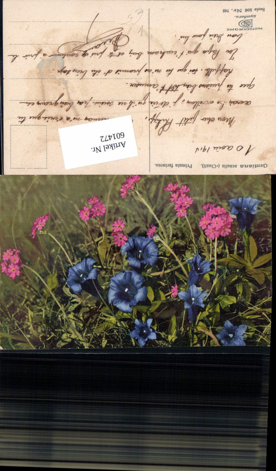 601472,Photochromie Nenke & Ostermaier 506-768 Gentiana Acaulis Clusi Primula farinosa Botanik