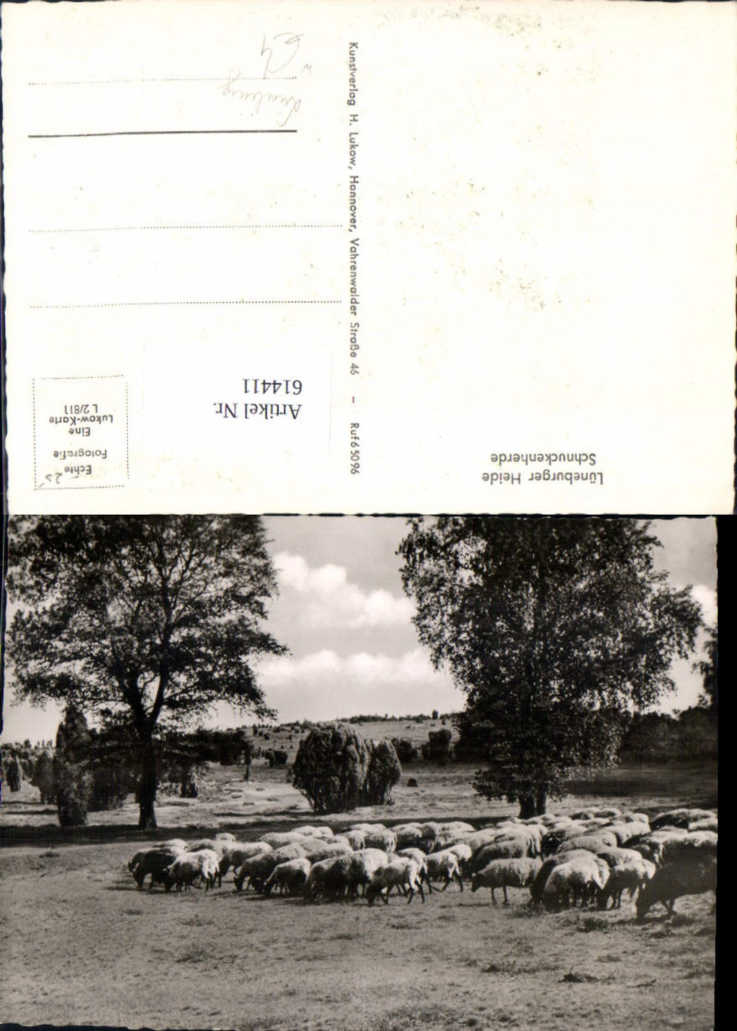 614411,Foto Ak Lüneburger Heide Schnuckenherde Lüneburg Schafe Schafherde