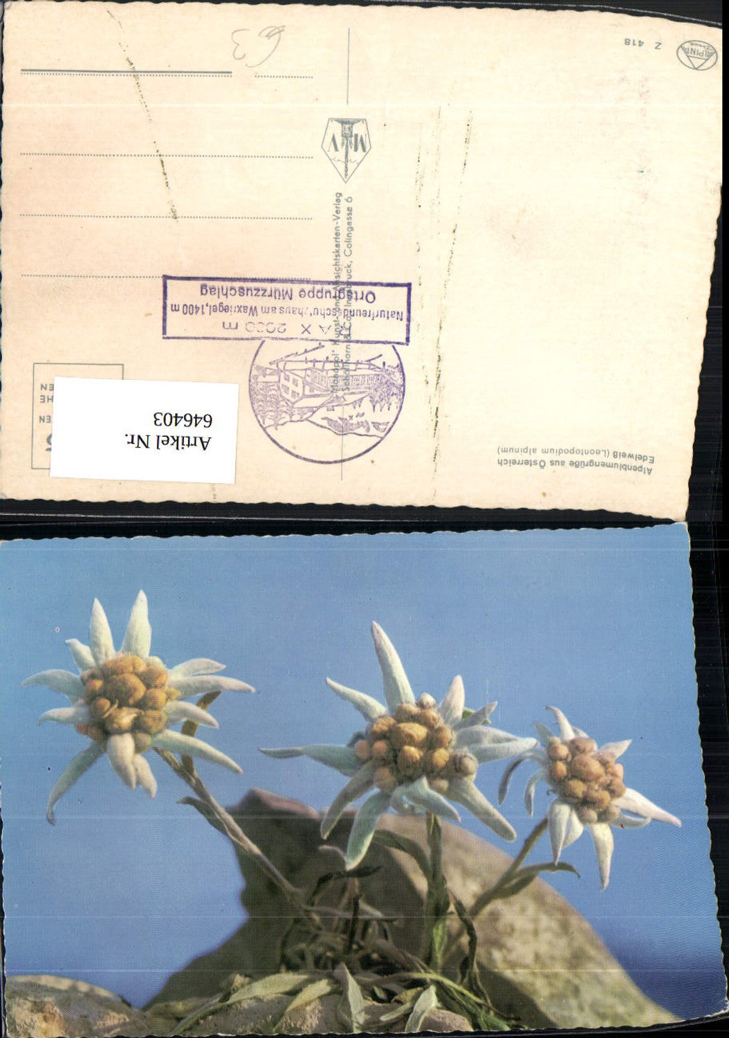 Alte Ansichtskarte – Old Postcard