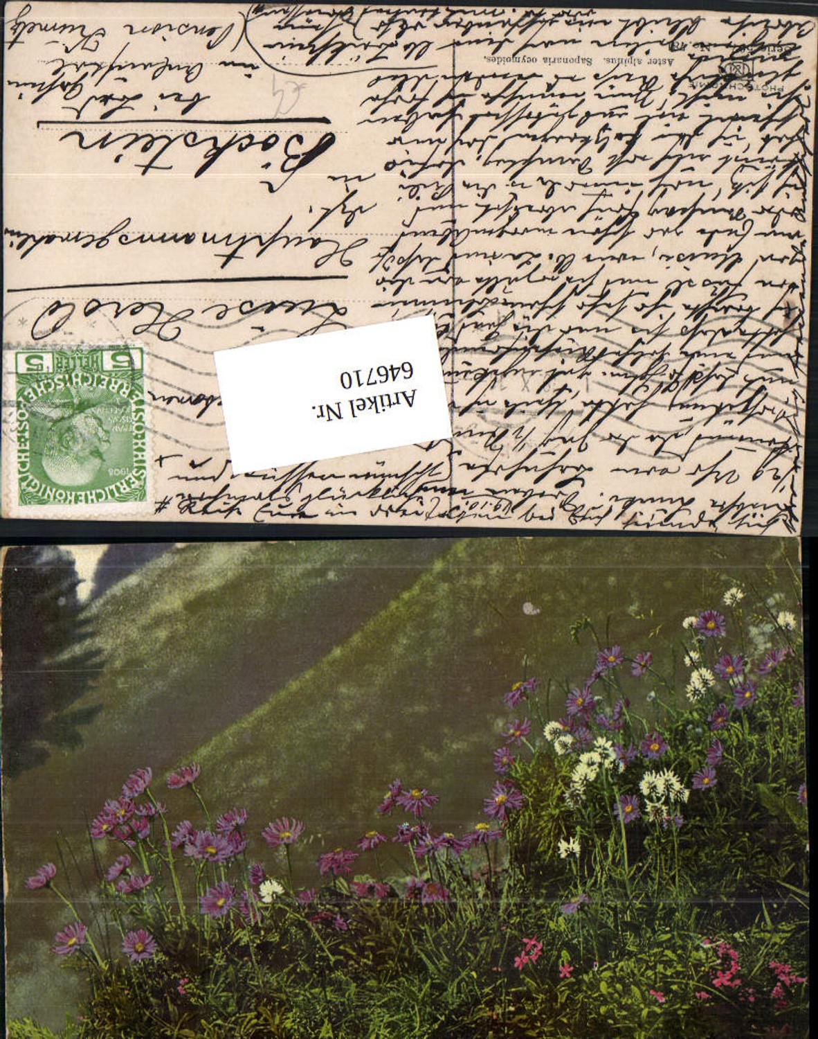 646710,Photochromy Nenke & Ostermaier 597-781 Aster alpinus n. Böckstein