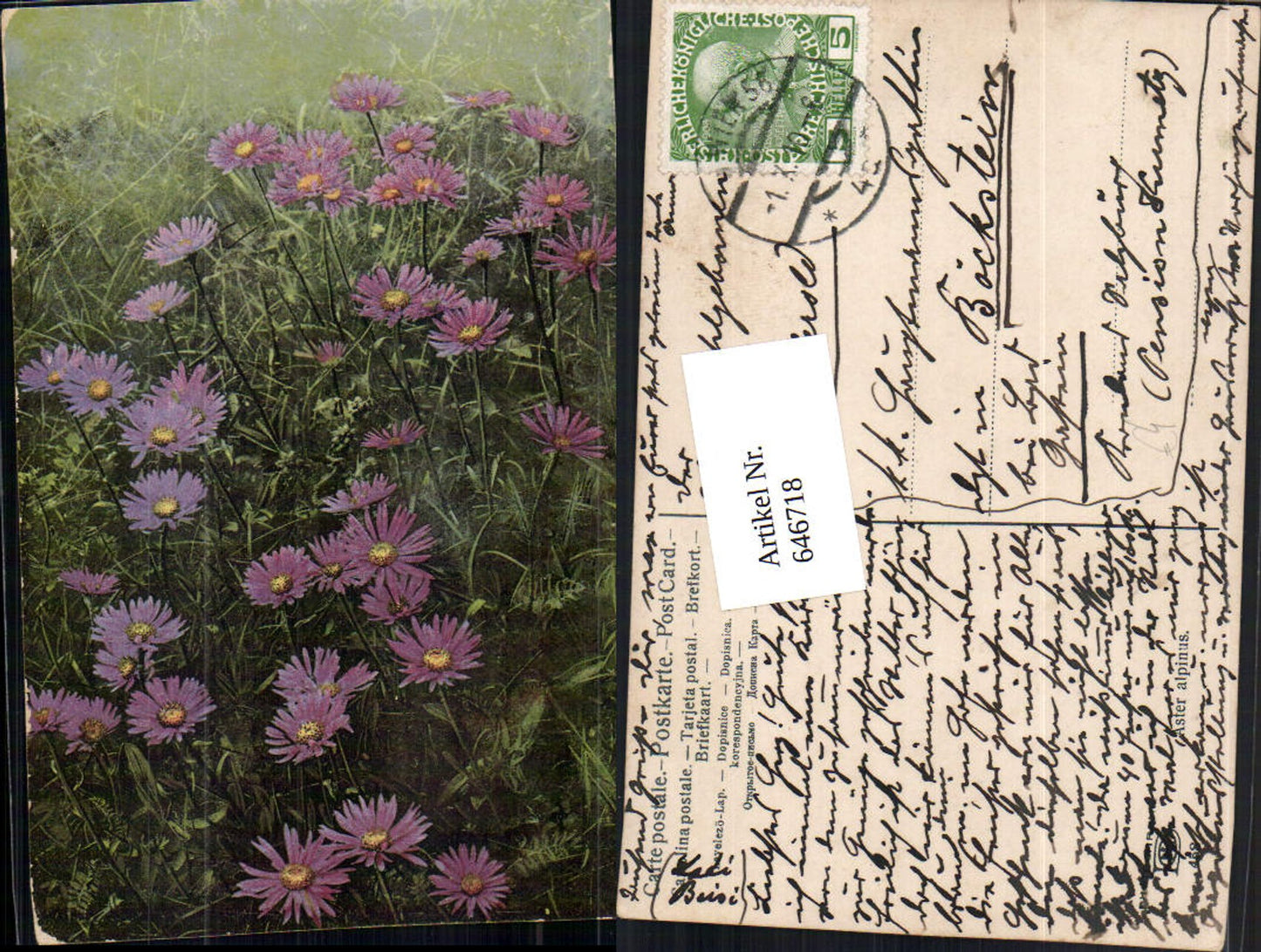 646718,Photochromie Nenke & Ostermaier 458 Aster Alpinus