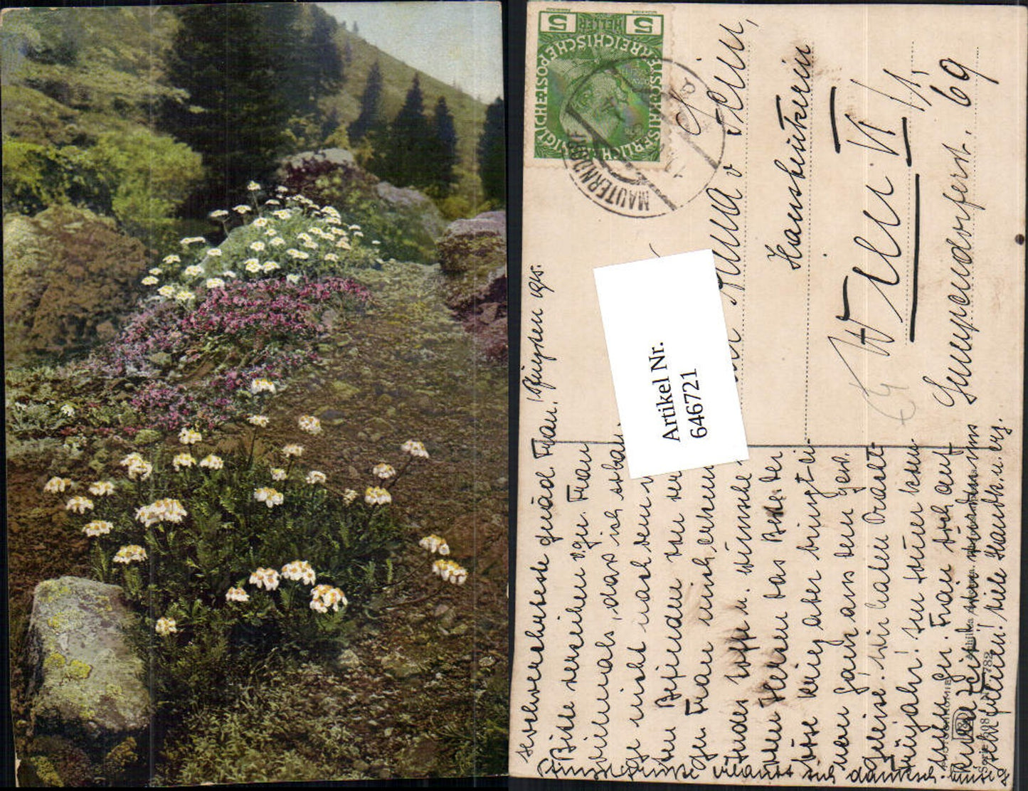 646721,Photochromie Nenke & Ostermaier 508-782 Achillea moschata