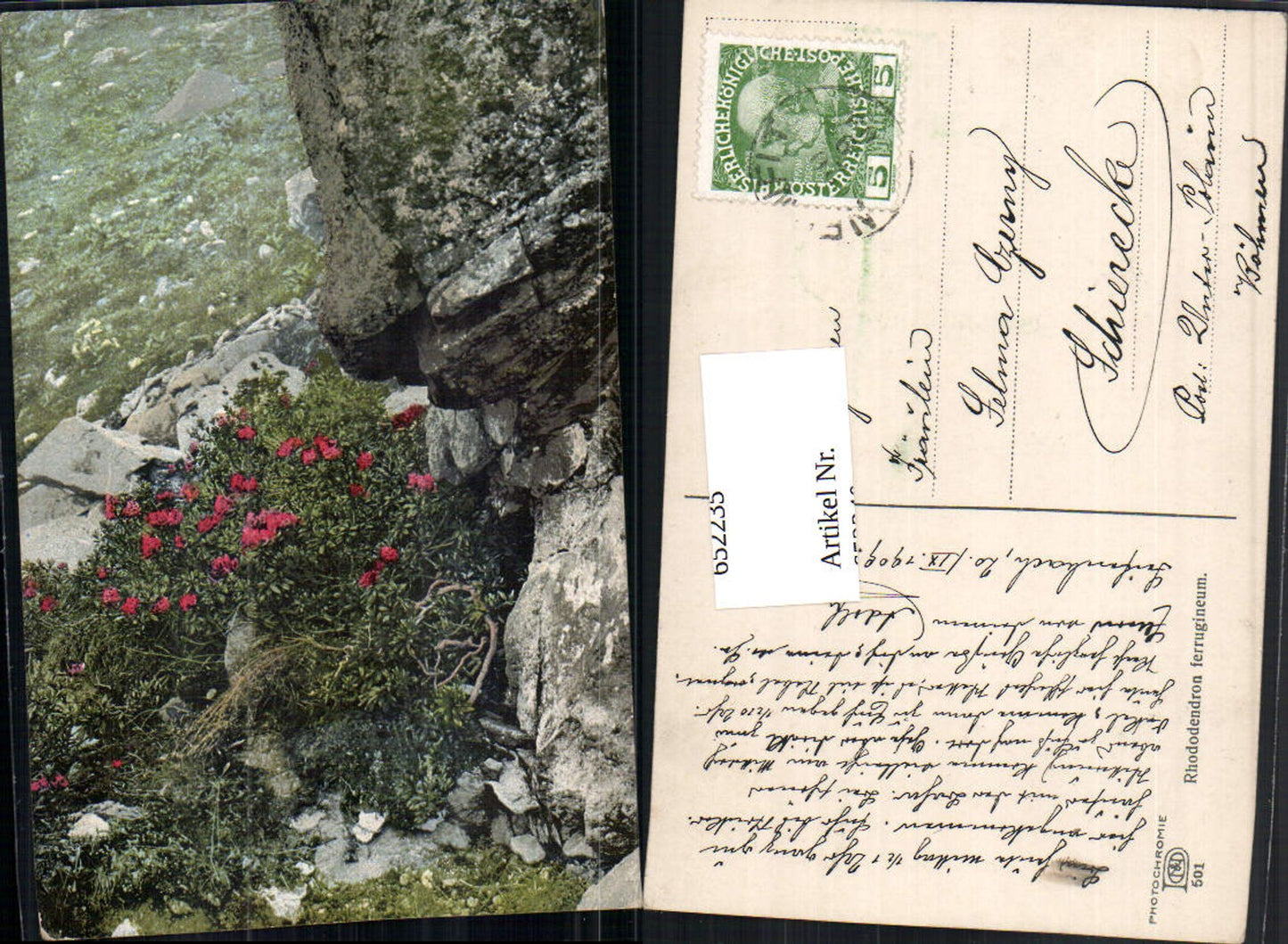 652235,Photochromie Ostermaier & Nenke 501 Rhododendron ferrugineum