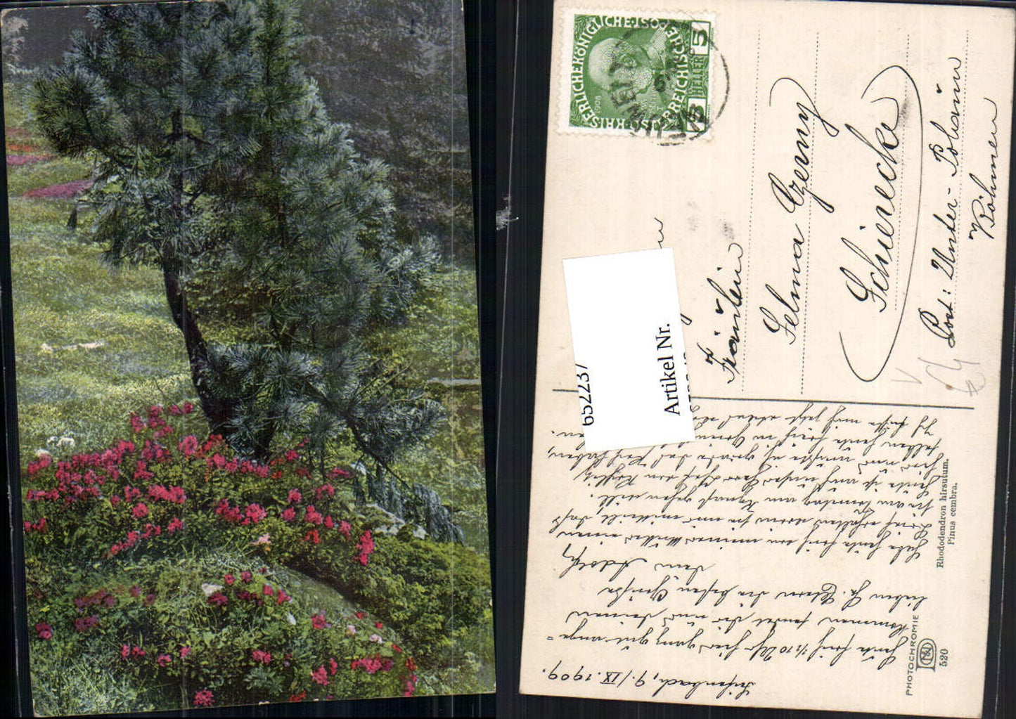 652237,Photochromie Ostermaier & Nenke 520 Pinus cembra