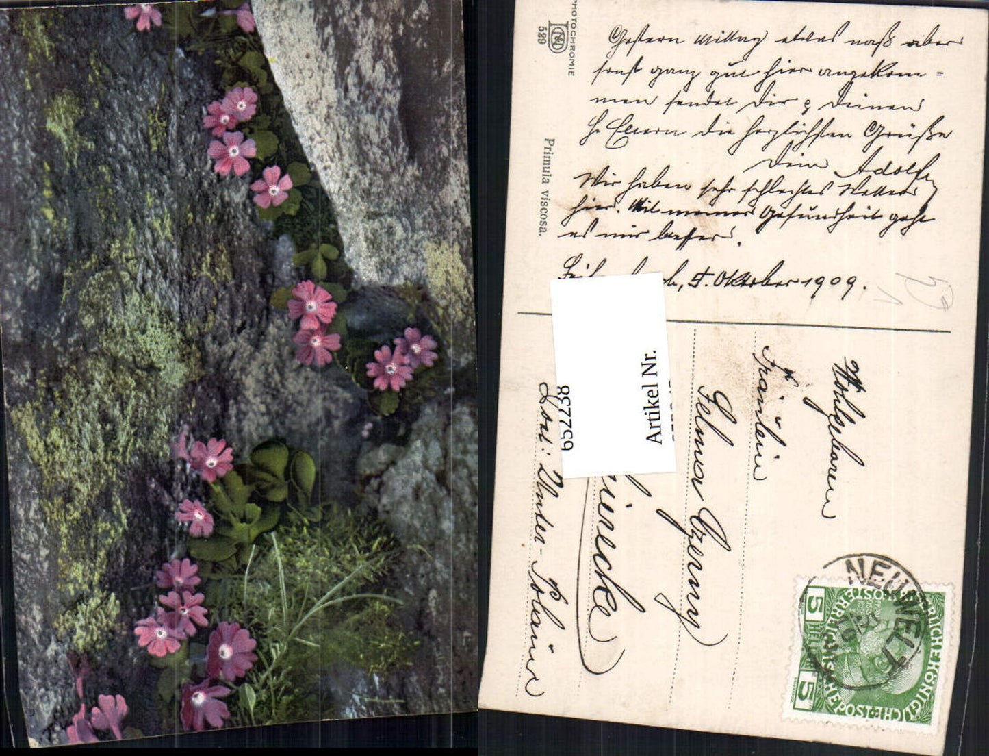652238,Photochromie Ostermaier & Nenke 529 Primula viscosa