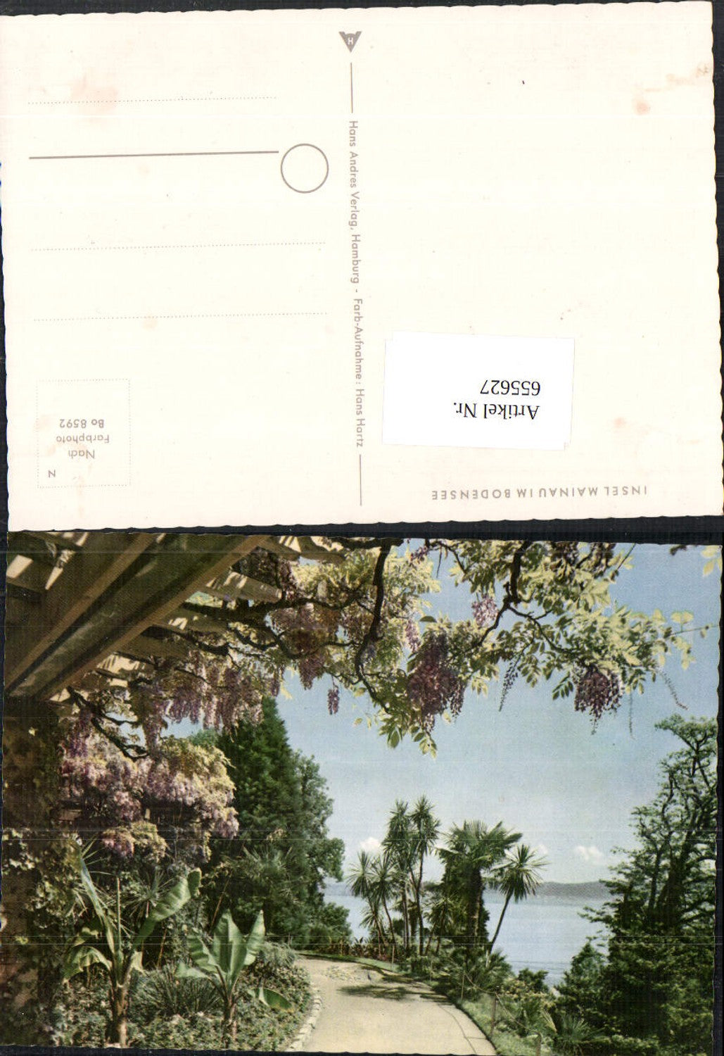 655627,Insel Mainau im Bodensee Blauregen Blüten Blumen Litzelstetten Konstanz