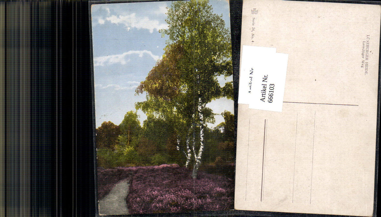 666103,Lüneburger Heide lauschiger Weg Birken Birke Bäume