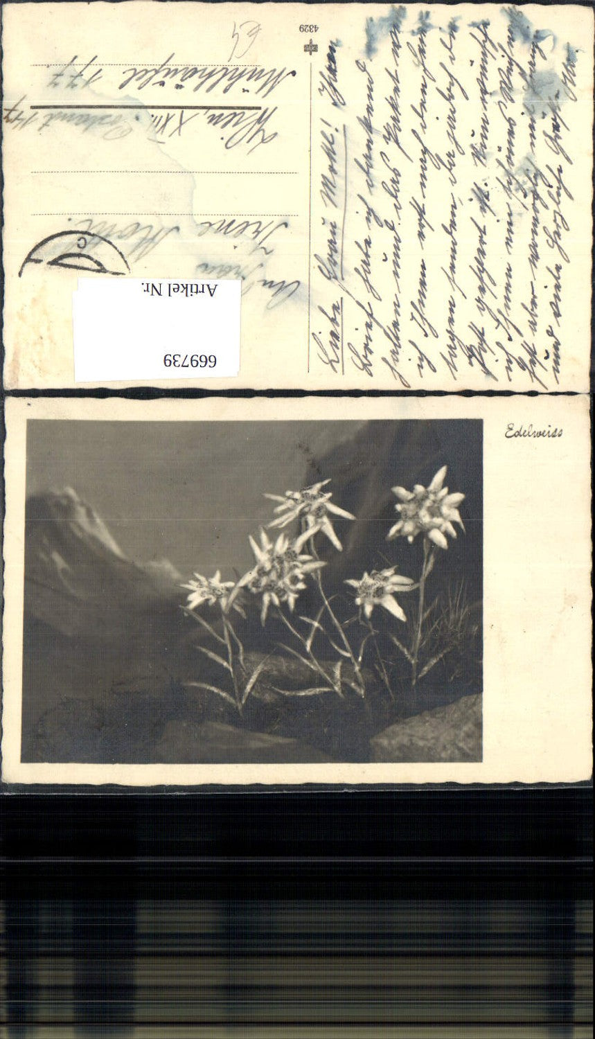 669739,Foto Ak Edelweiss Blume Alpenflora Bergkulisse Alpen-Edelweiß
