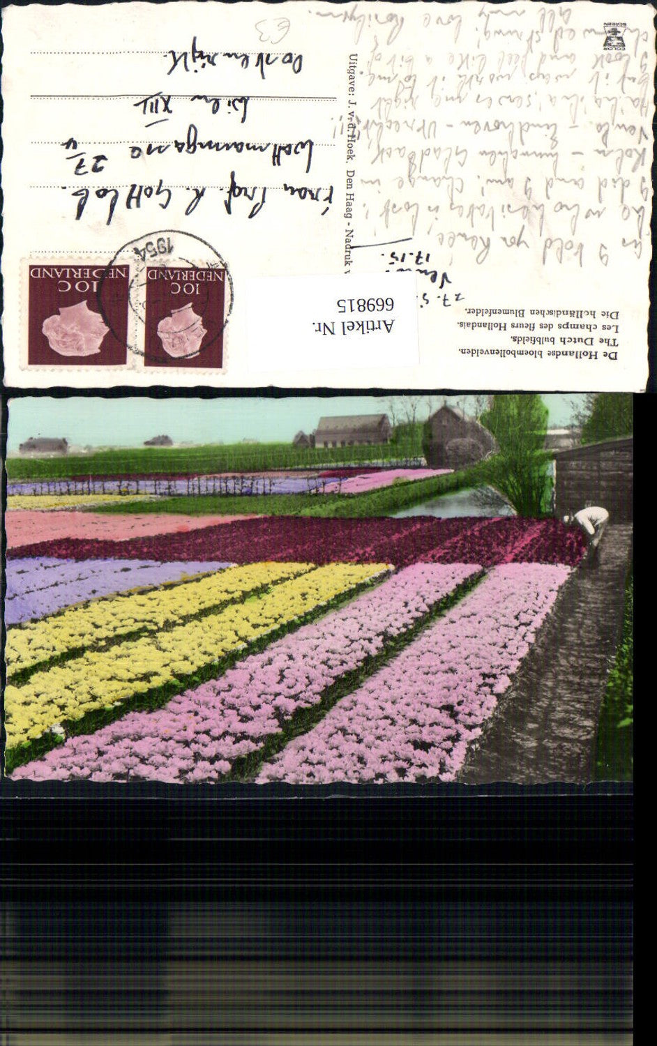 669815,Foto Ak De Hollands bloembollenvelden Holland Blumenfelder Blumen Nederlands