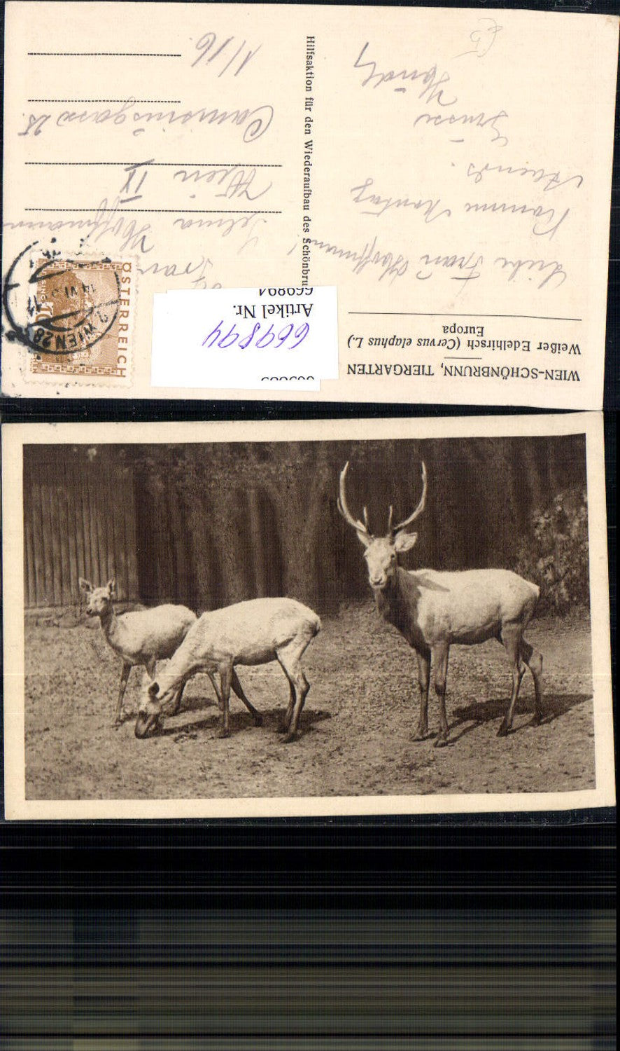 669894,Wien Vienna Schönbrunn Tierpark Weißer Edelhirsch Hirsch Rehe Wild
