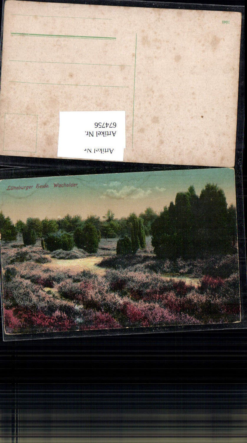 674756,Lüneburger Heide Wacholder