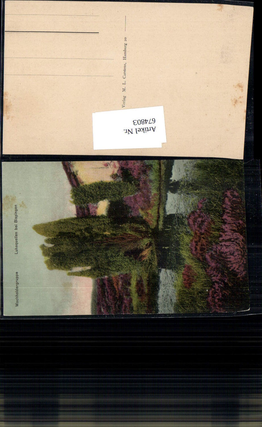 674803,Lüneburger Heide Wacholder Bispingen