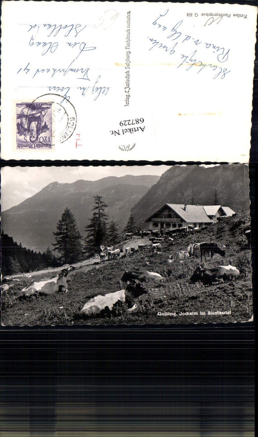 687229 Golling Jochalm im Bluntautal Kühe