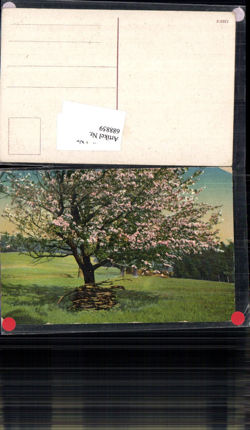 688859 Künstler AK Frühling Baum Blüten Apfelbaum