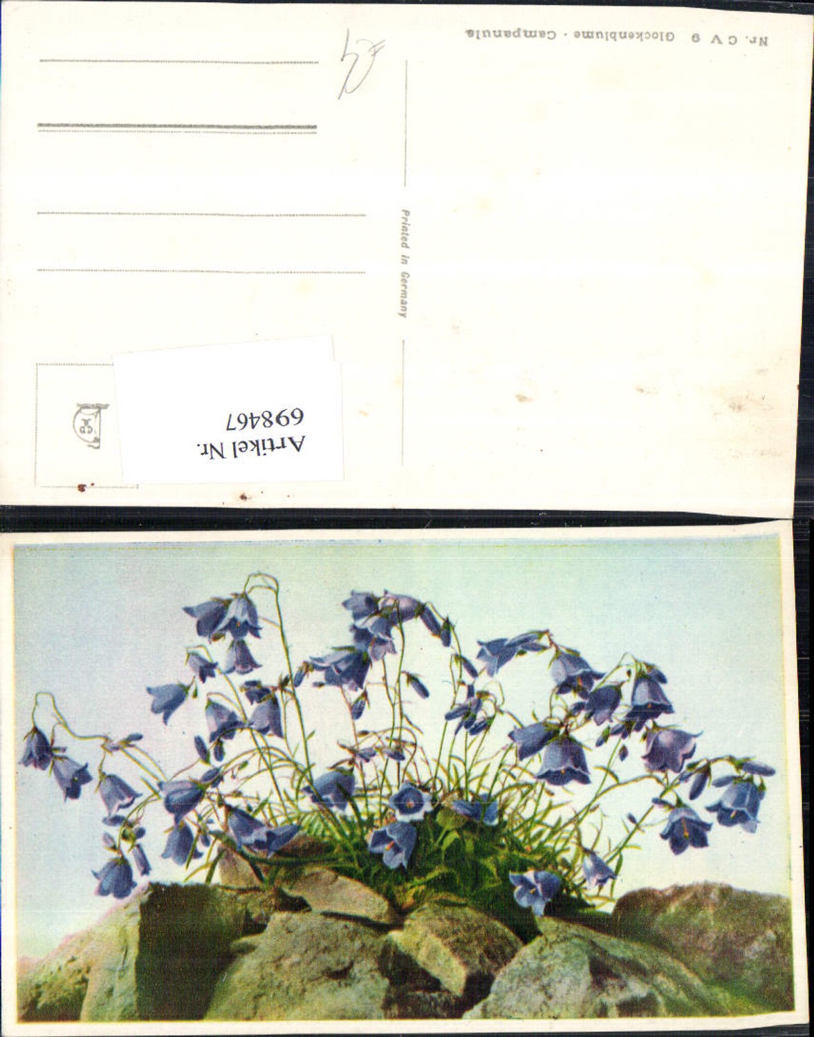 698467 Künstler AK Glockenblume Blume Botanik Campanula