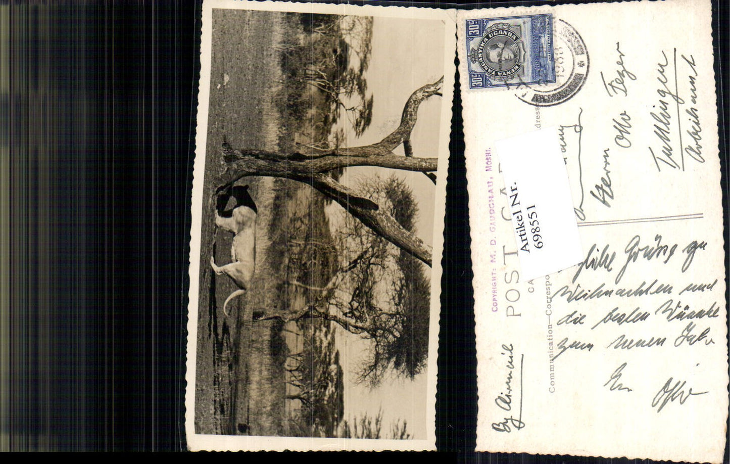 698551 Africa Uganda Safari Tansania Tanzania Moshi Moschi Löwe pub M. D. Gaudghau