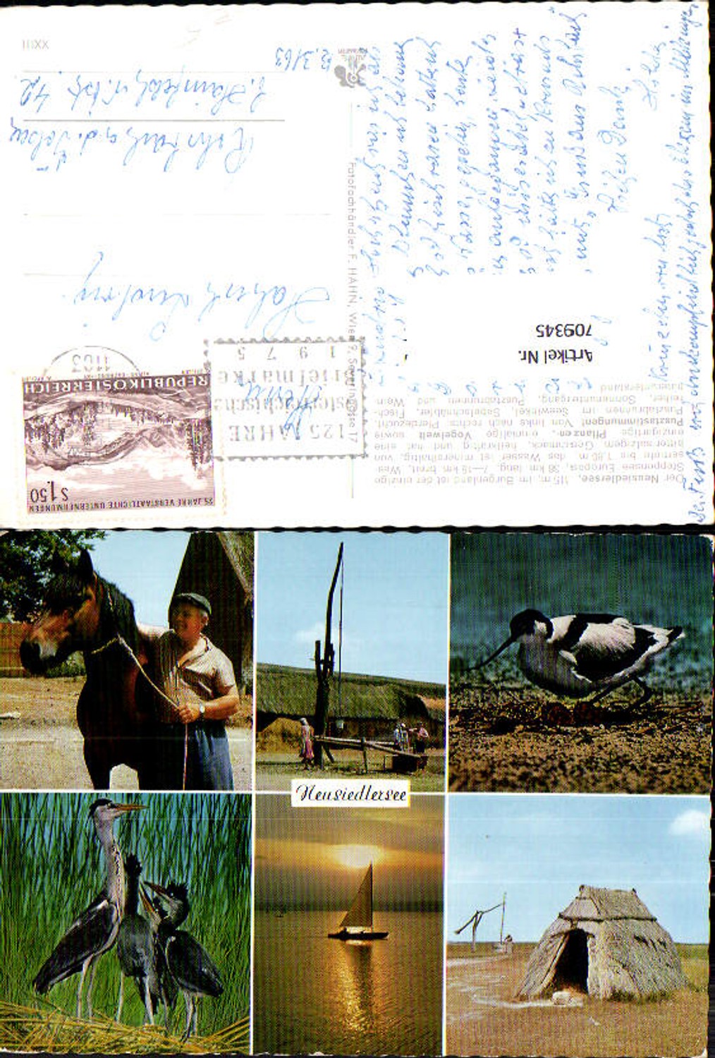 709345 Mehrbild AK Neusiedlersee Pferd Pusztabrunnen Seewinkel Fischreiher