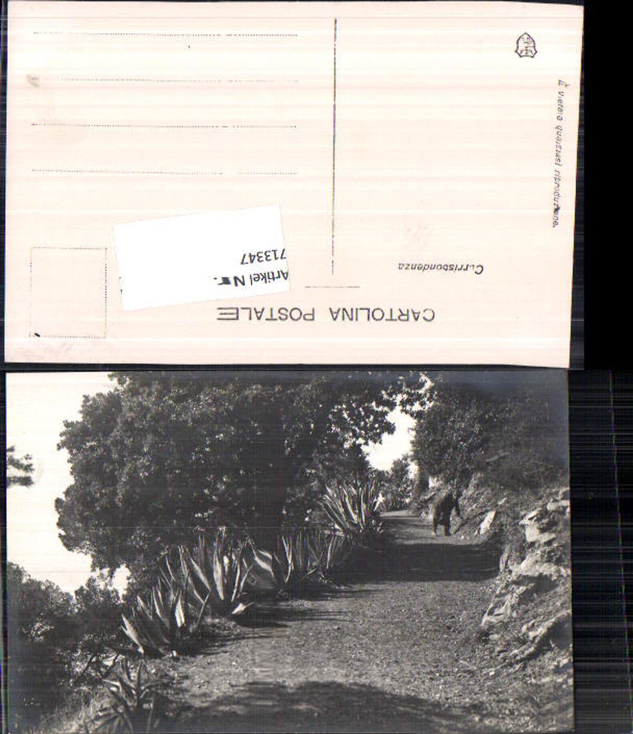 713347 Foto-AK Kakteen Kaktus Garten Italien Gardasee?