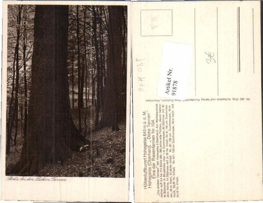 91878,Hohegeiß im Harz Riesentannen Dickentannen