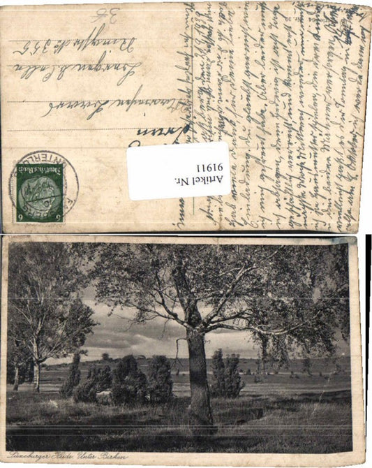 91911,Lüneburger Heide Unter Birken Bäume Baum Wald