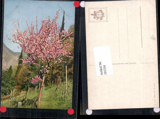 101254, Theo Stroefer 1343 Tree Shrub