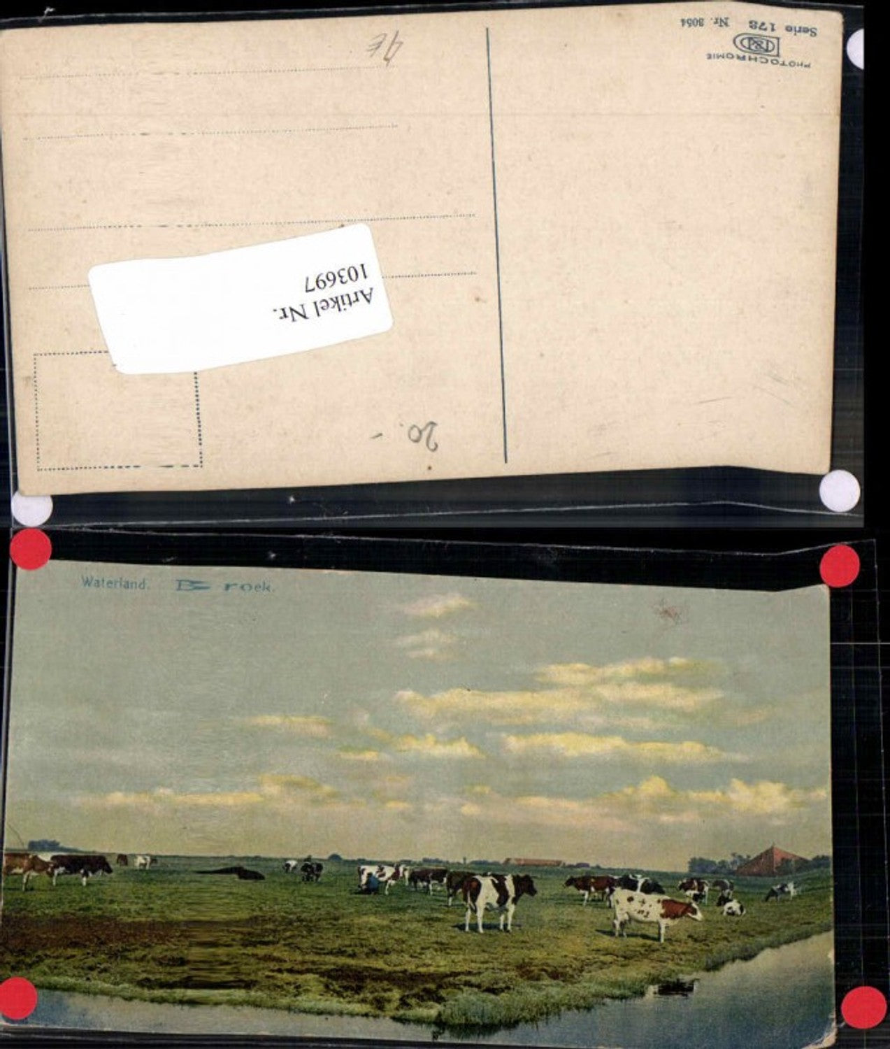 103697,Photochromie Ser 173-3054 Kühe auf der Weide
