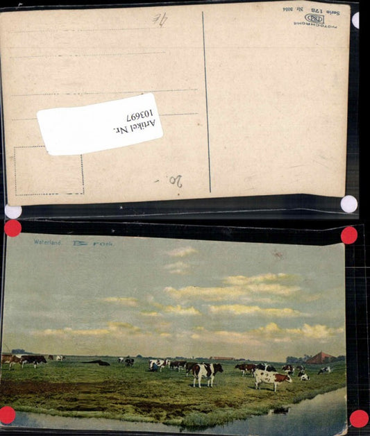103697,Photochromie Ser 173-3054 Kühe auf der Weide