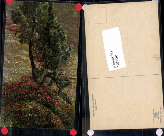 103700,Photochromie Ser L-520 Blume Alpenflora