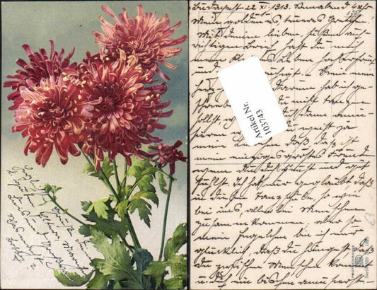103743,Photochromie Ser 529-1025 Blume