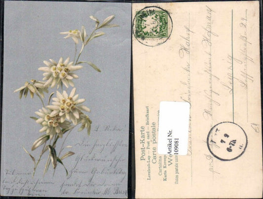 109081,Litho Edelweiss Blumen