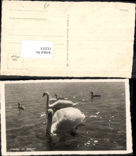 112215,Schwäne am Attersee Schwan Brandt 5570-2