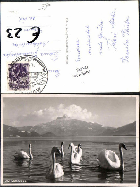126486,Schwäne Schwan am Mondsee