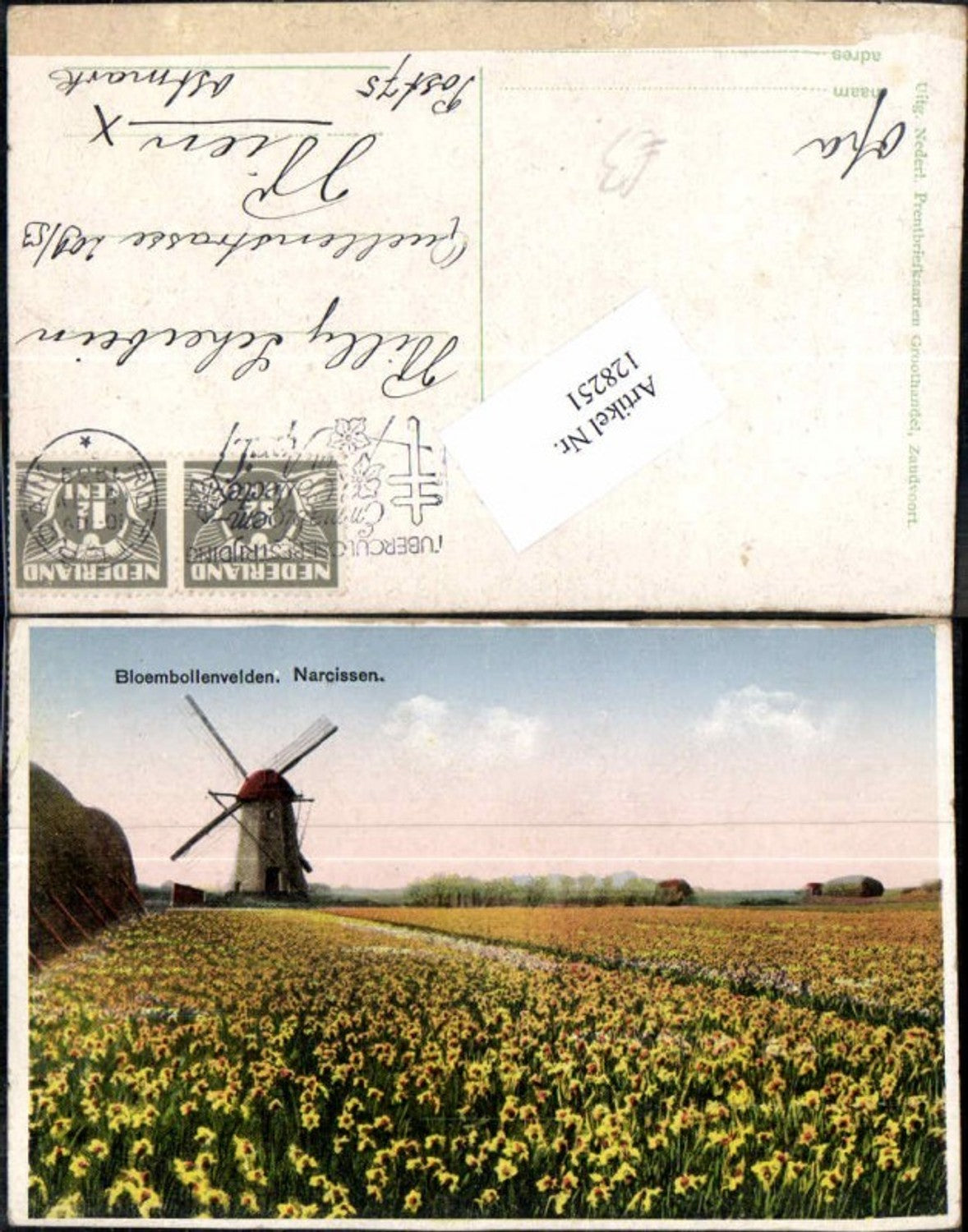 128251,Windrad Windmühle in Tulpenfeld Tulpen