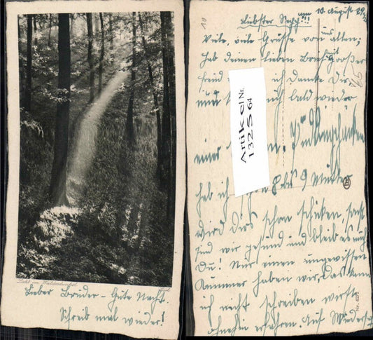 132564,Verlag Groh Licht im Waldesdschungel