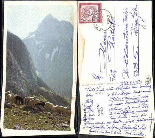 135924,SOS Kinderdorf Schafe Lechtaler Alpen