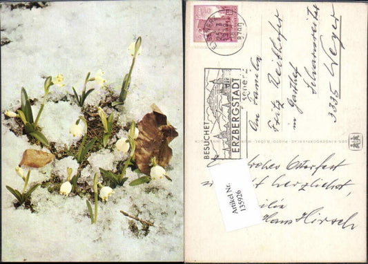 135926,SOS Kinderdorf Blumen Schneeglöcklein