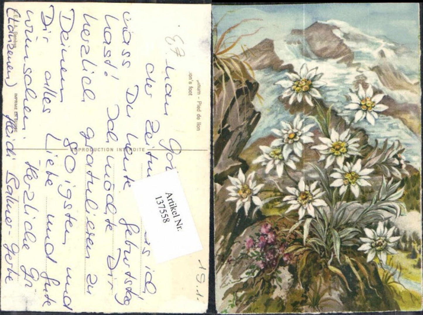 137558, Edelweiss flowers mountain