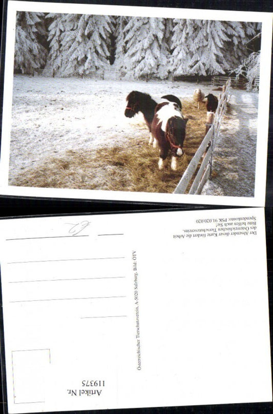 119375,Österreichischer Tierschutzverein Pony u. Schaf Winteransicht Koppel