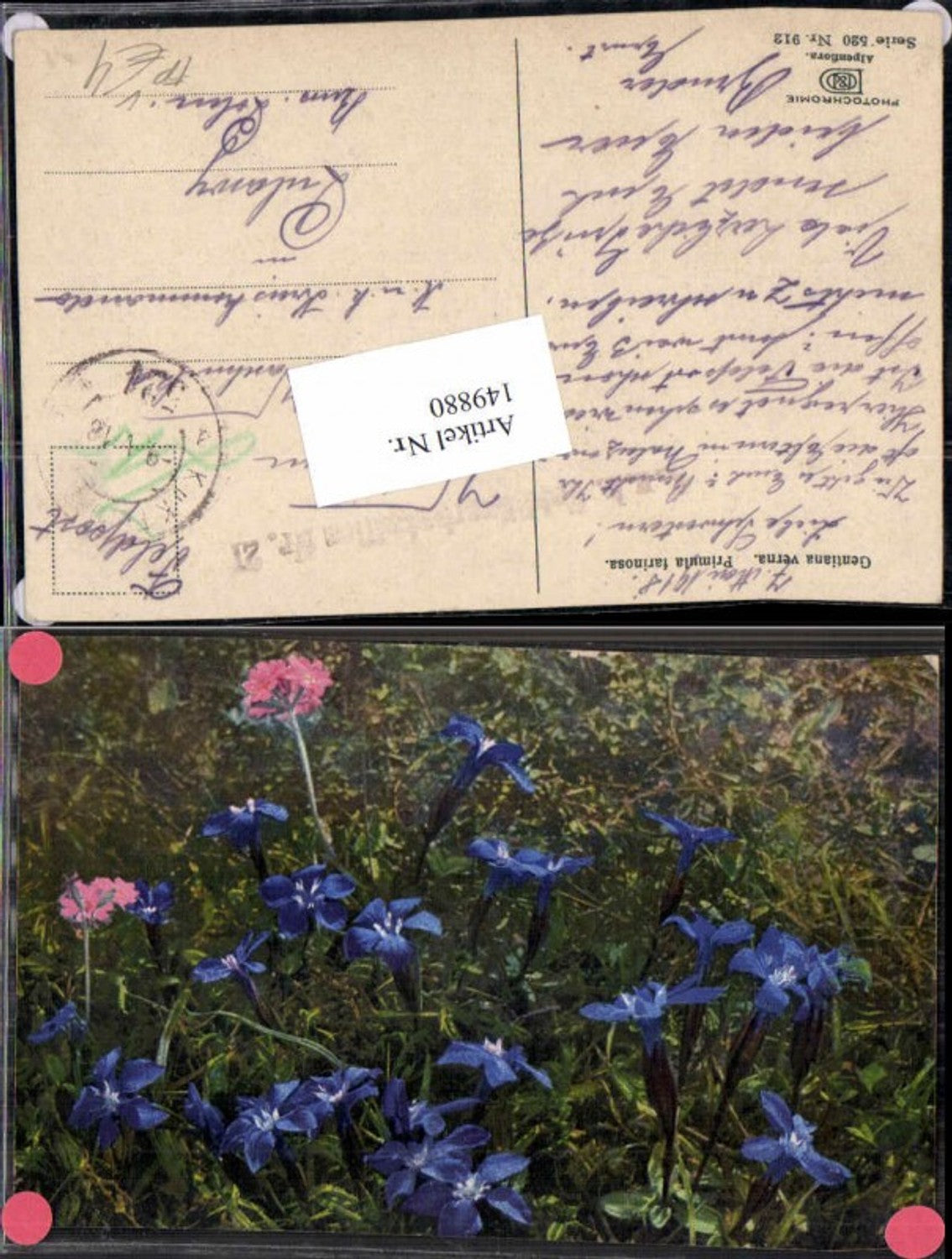 149880,Photochromie Nenke Ostermaier 520-912 Alpenflora Feldpost 521