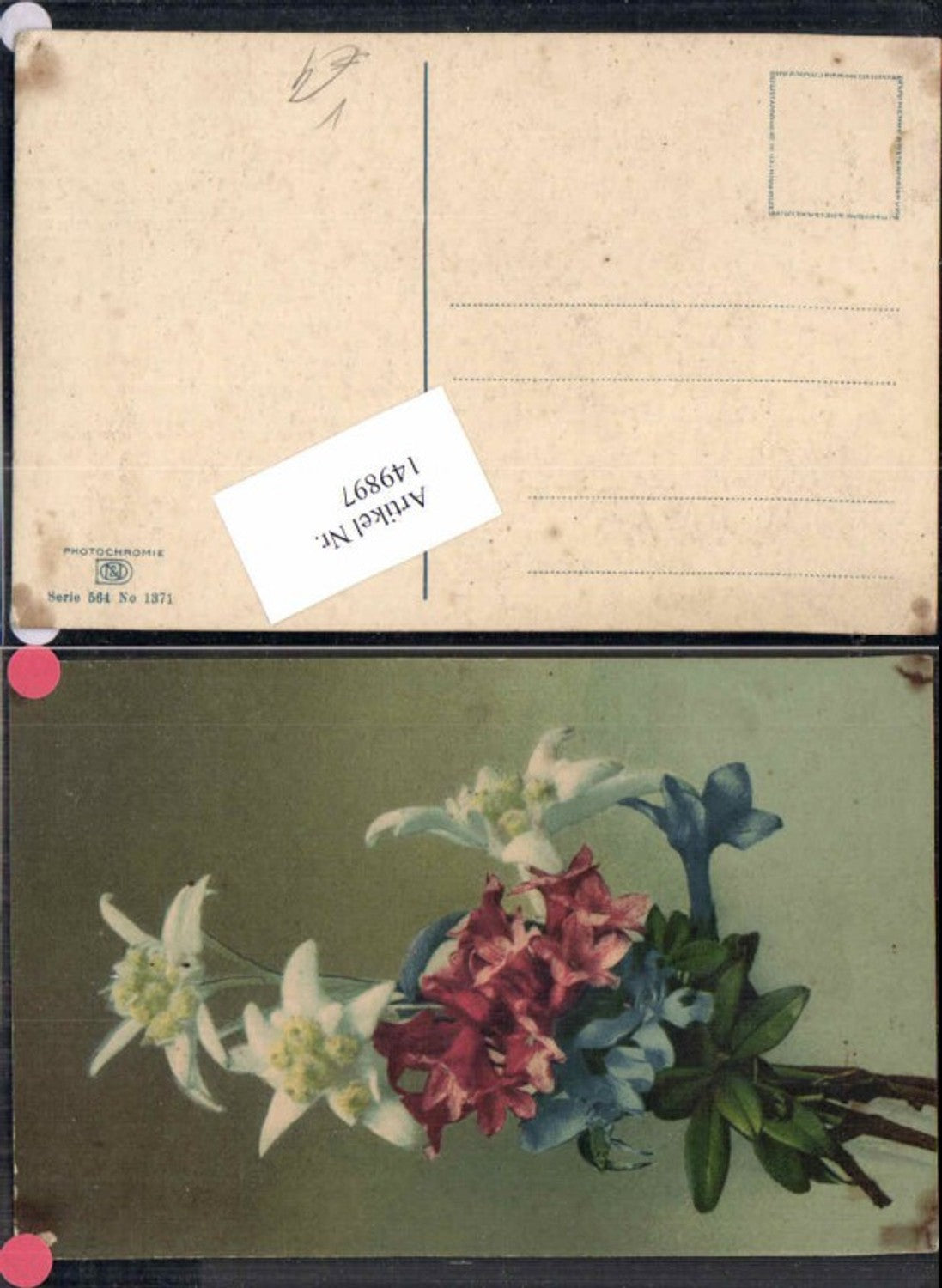 149897,Photochromie Nenke Ostermaier 564-1371 Edelweiss Blumen