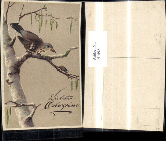 151498, Easter birch tree with bird on branch during beetle hunt beetle