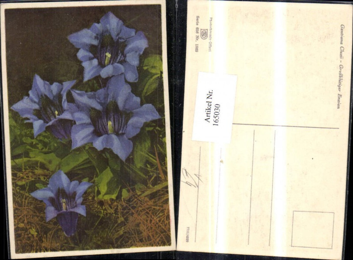 165030,Photochromie Nenke & Ostermaier 658/1869 Enzian Blume