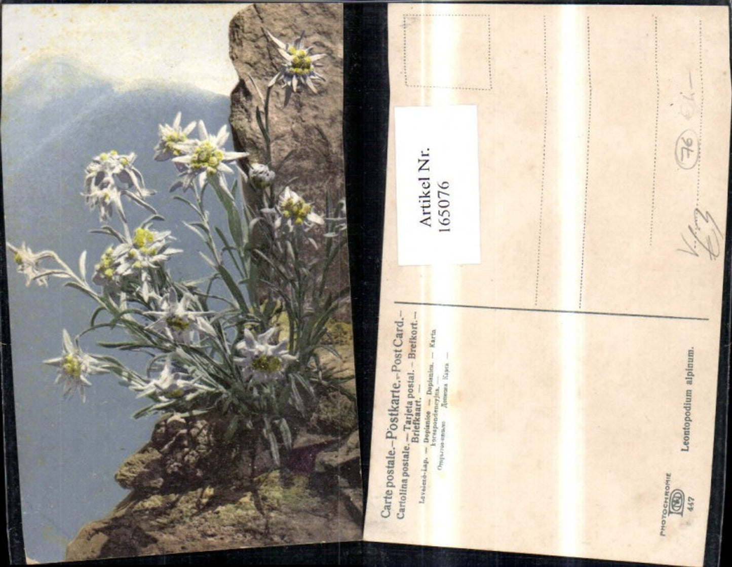 165076,Photochromie Nenke & Ostermaier 447 Edelweiß Gebirge Felsen