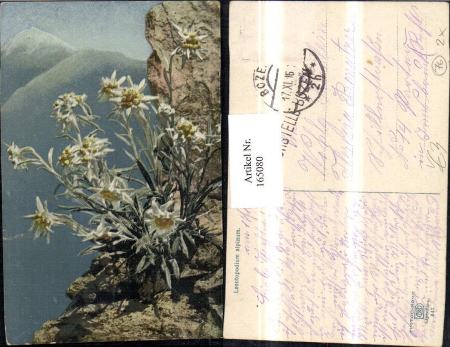 165080,Photochromie Nenke & Ostermaier 447 Edelweiß Gebirge Felsen