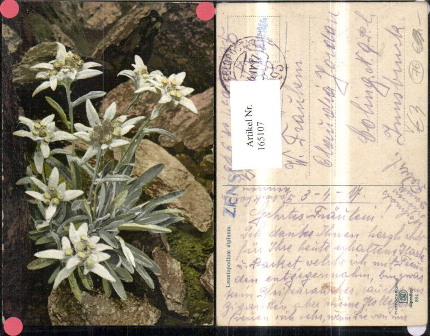 165107,Photochromie Nenke & Ostermaier 884 Edelweiß Blumen Felsen